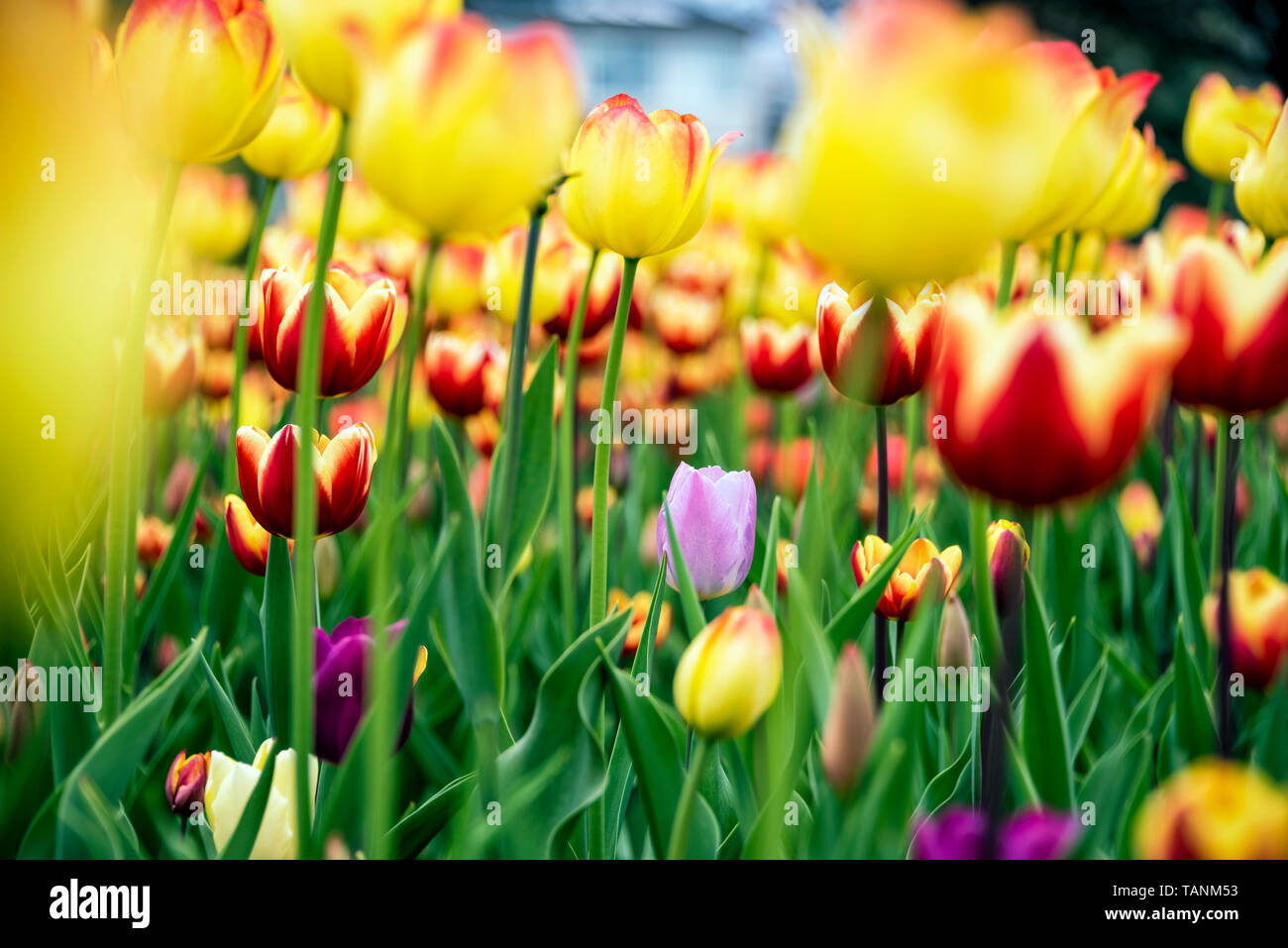 Tulipmania hi-res stock photography and images - Alamy