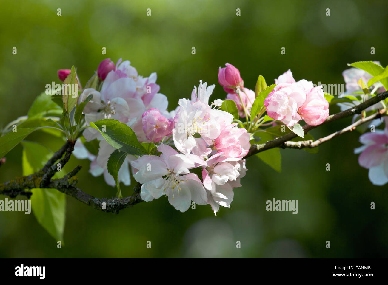 Malus - Apple Blossom Stock Photo