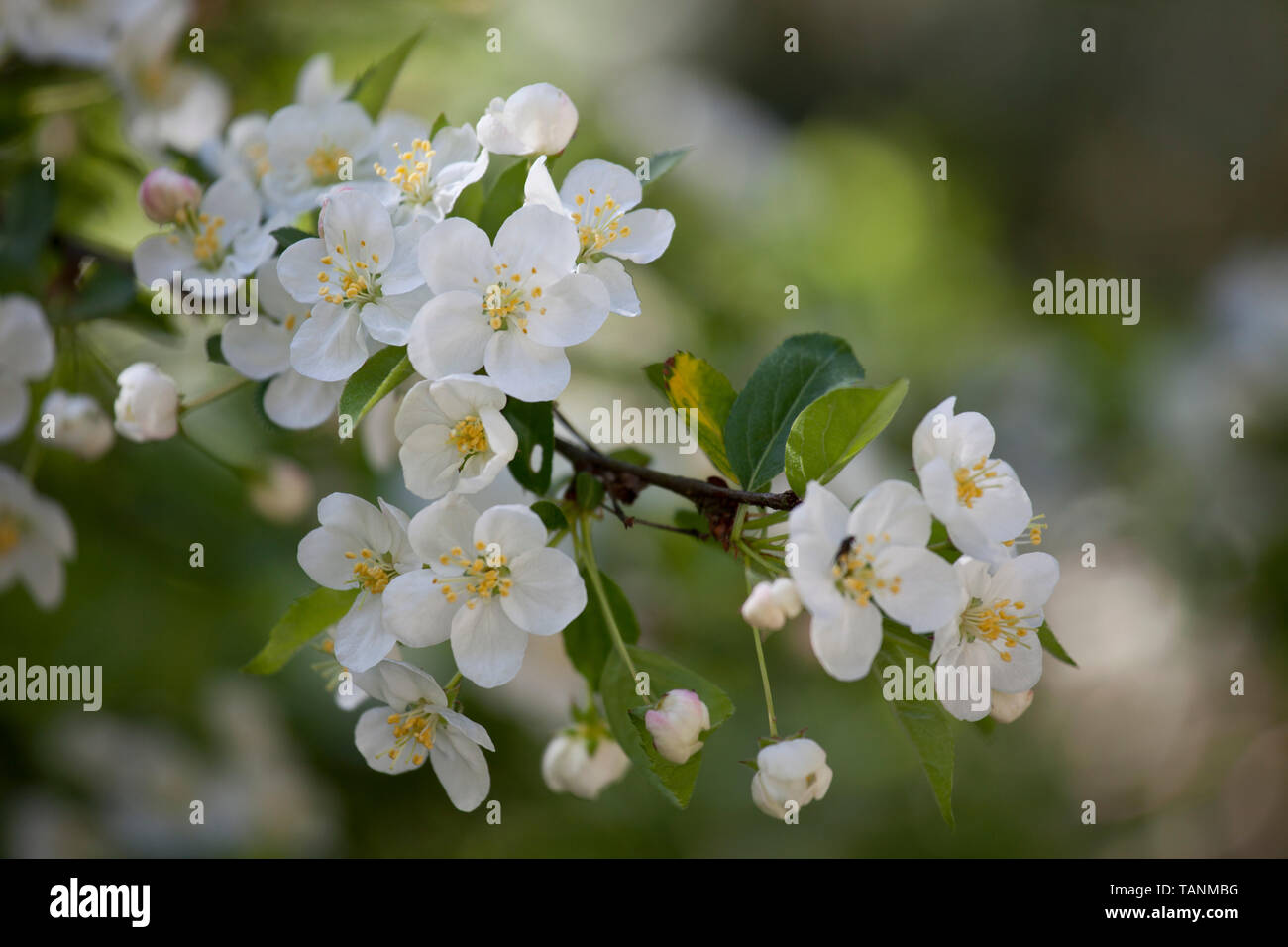 Prunus - Cherry Blossom Stock Photo