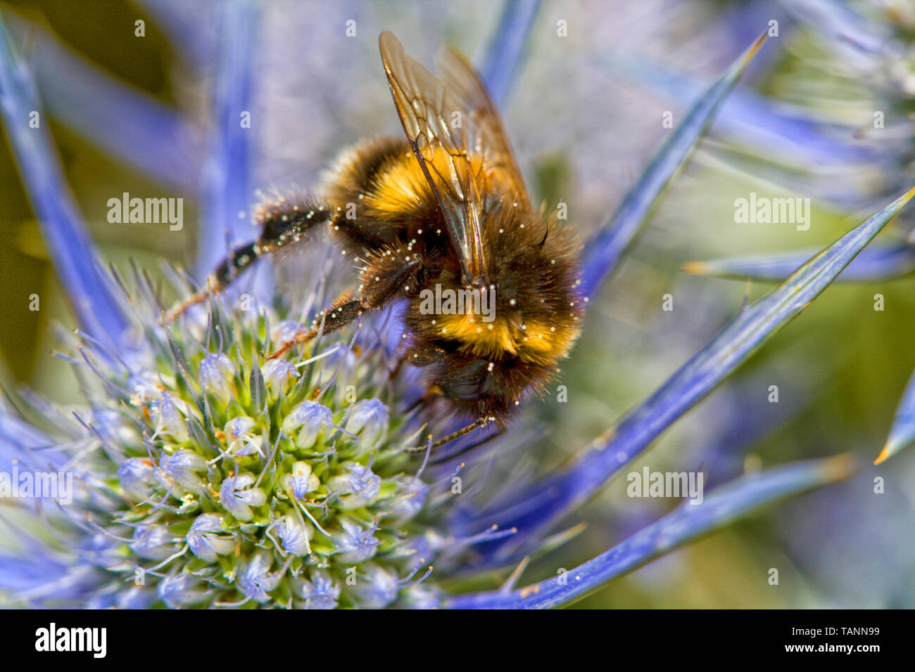 Bumblebee collecting pollen and nectar on Blue Eryngium thistle flower Stock Photo