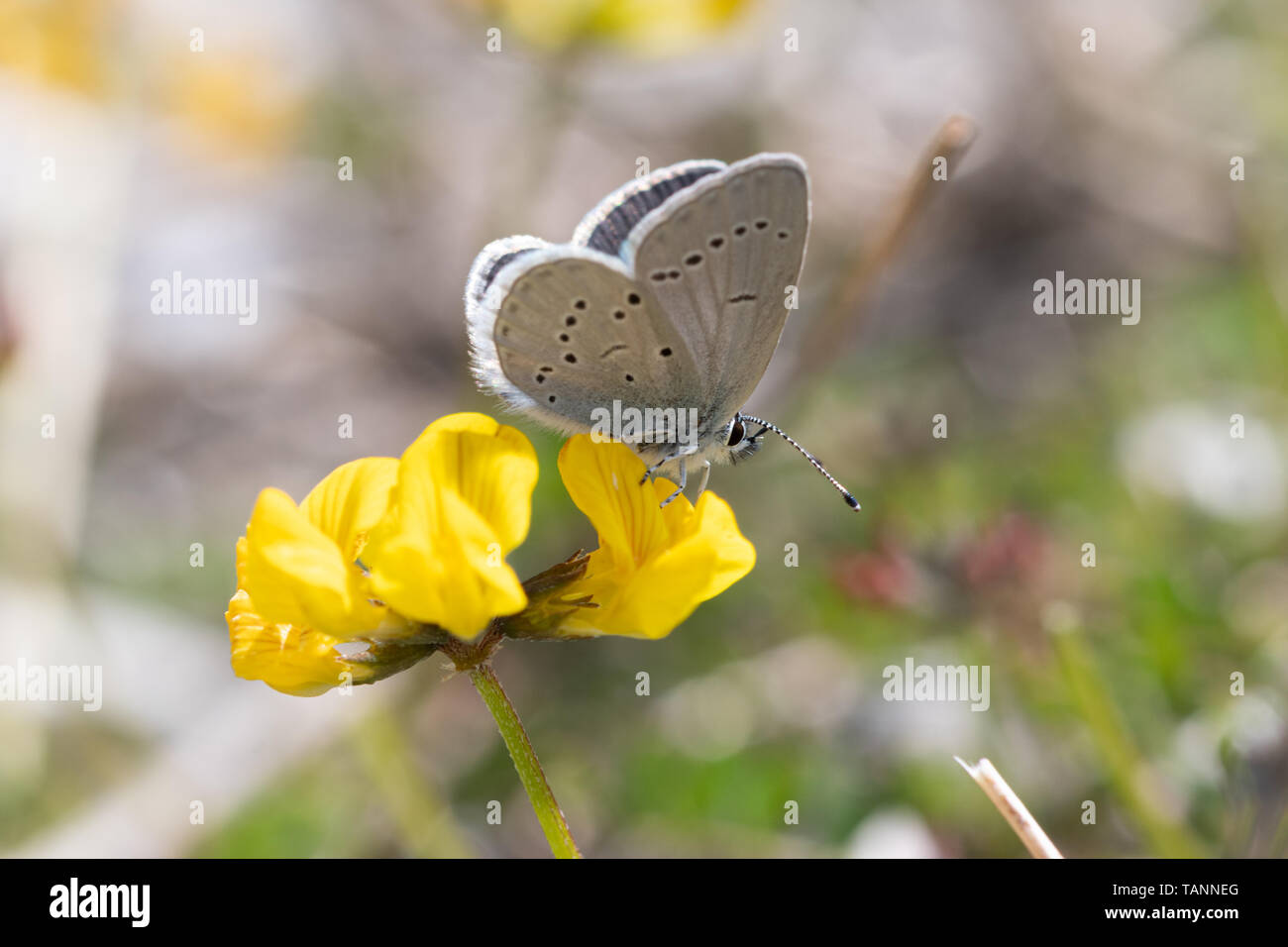 Small blue butterfly (Cupido minimus) nectaring on a birds foot trefoil flower during May, UK Stock Photo