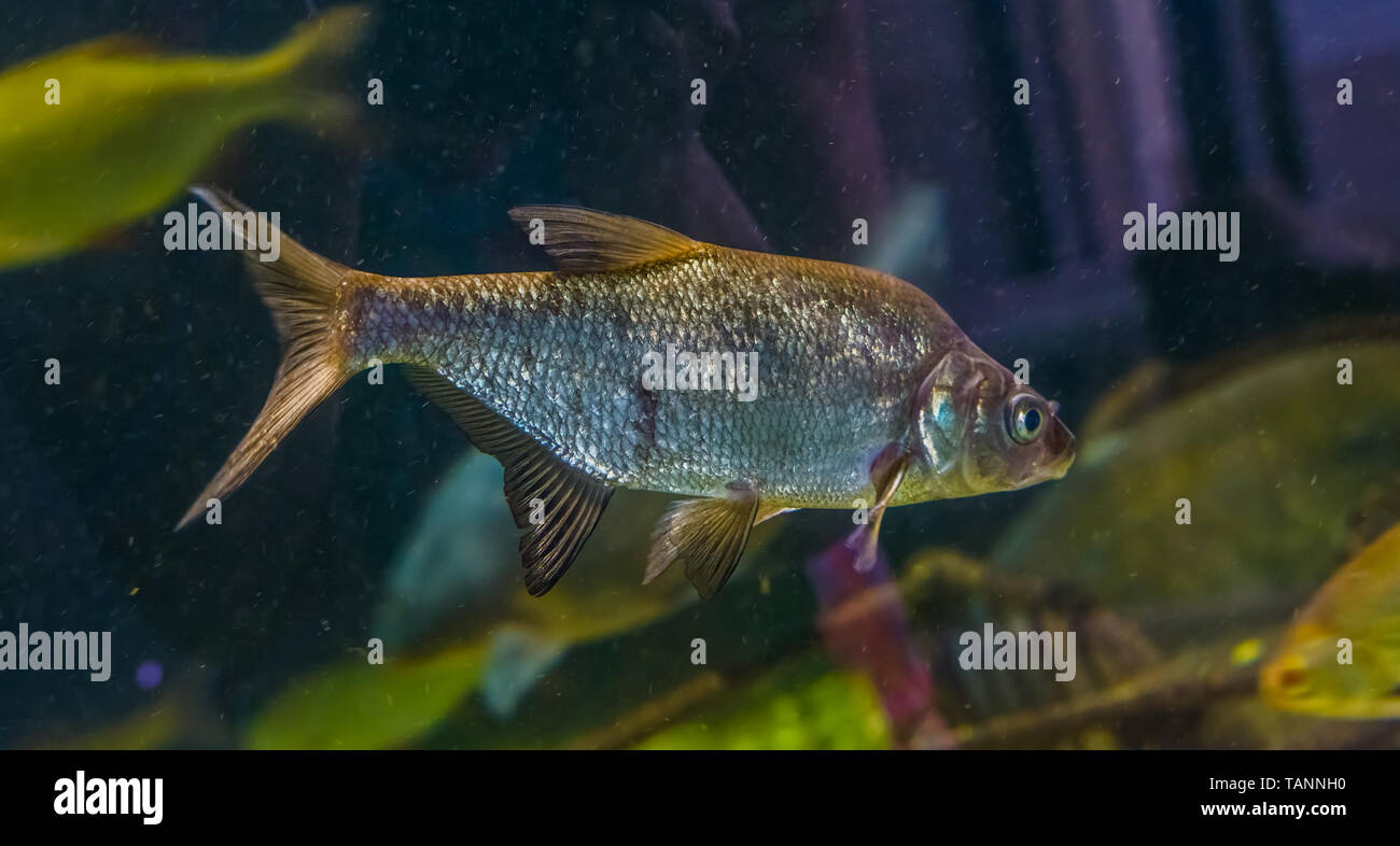 closeup portrait of a common bream swimming in the water, shiny silver fish, popular pet in aquaculture Stock Photo