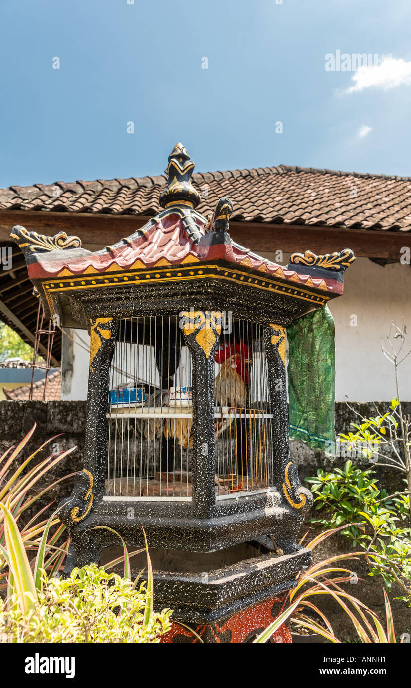 Dusun Ambengan, Bali, Indonesia - February 25, 2019: Fighting coq in elaborately decorated cage, set in garden under blue sky. Green foliage and build Stock Photo