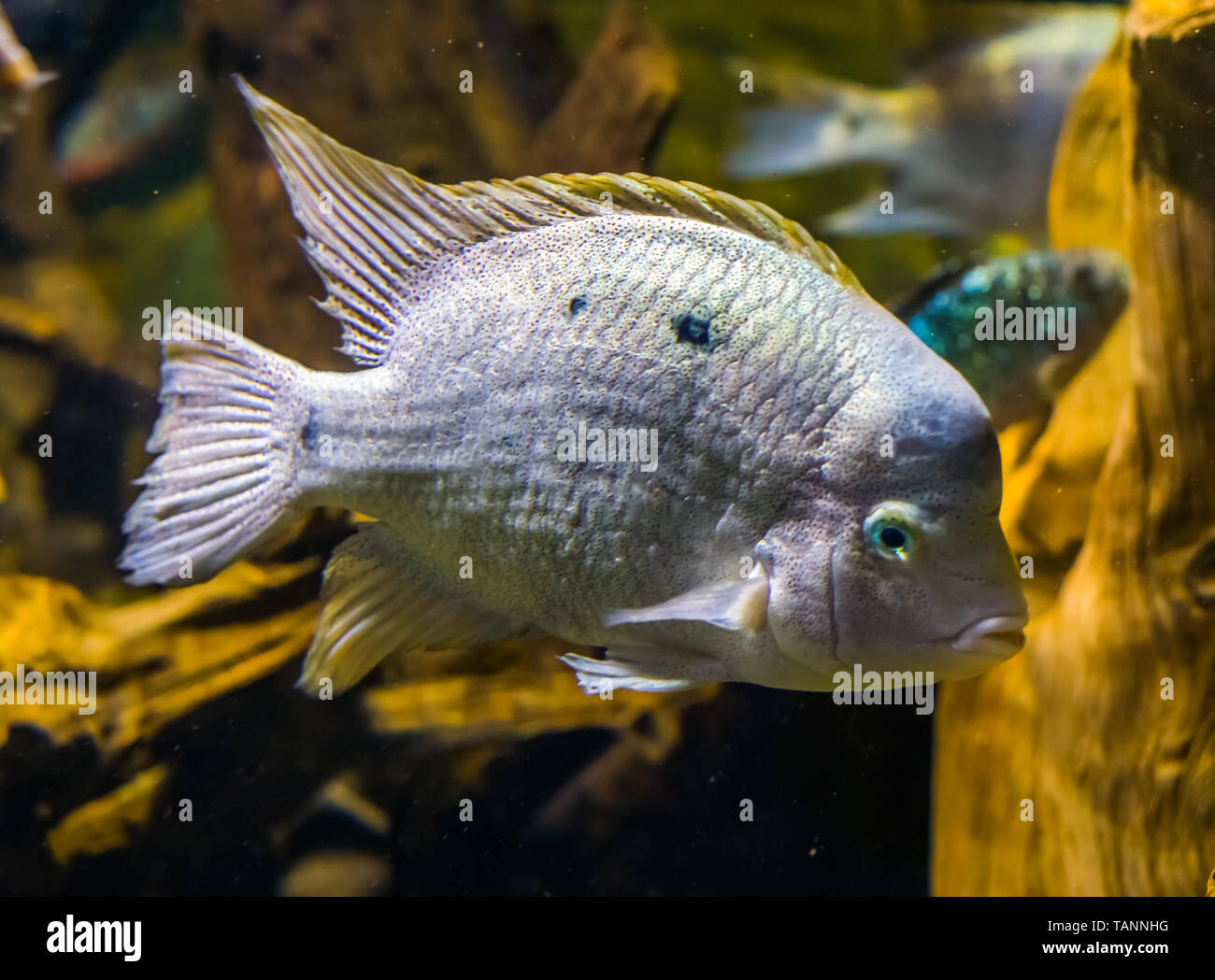 closeup of a white cichlid, tropical fish from the atlantic slope of america Stock Photo