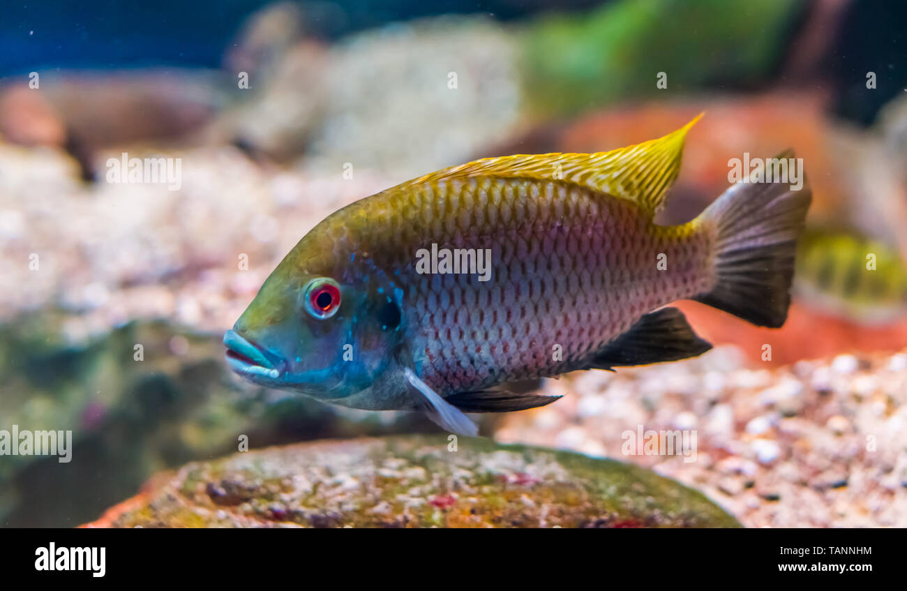 Tilapia deckerti fish in closeup, Critically endangered animal specie from cameroon in Africa Stock Photo