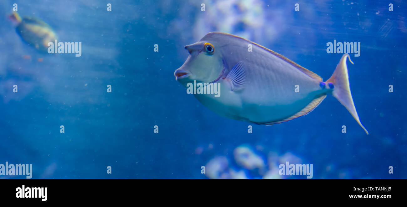 Unicorn fish hires stock photography and images Alamy