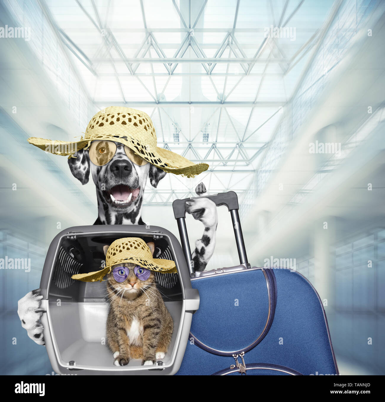 Dalmatian dog and cat wait at the airport with blue suitcase Stock Photo