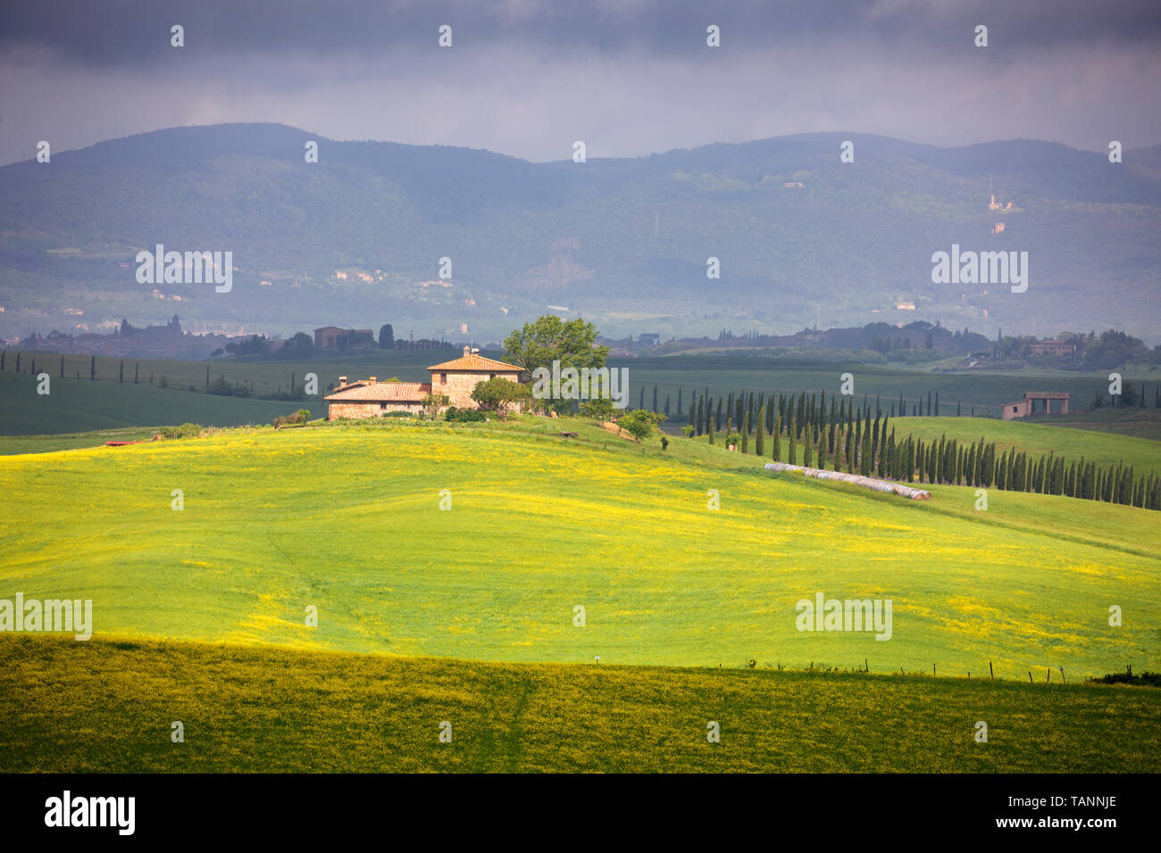 Typical Tuscan farmhouse with cypress trees and landscape, Radi, Siena ...