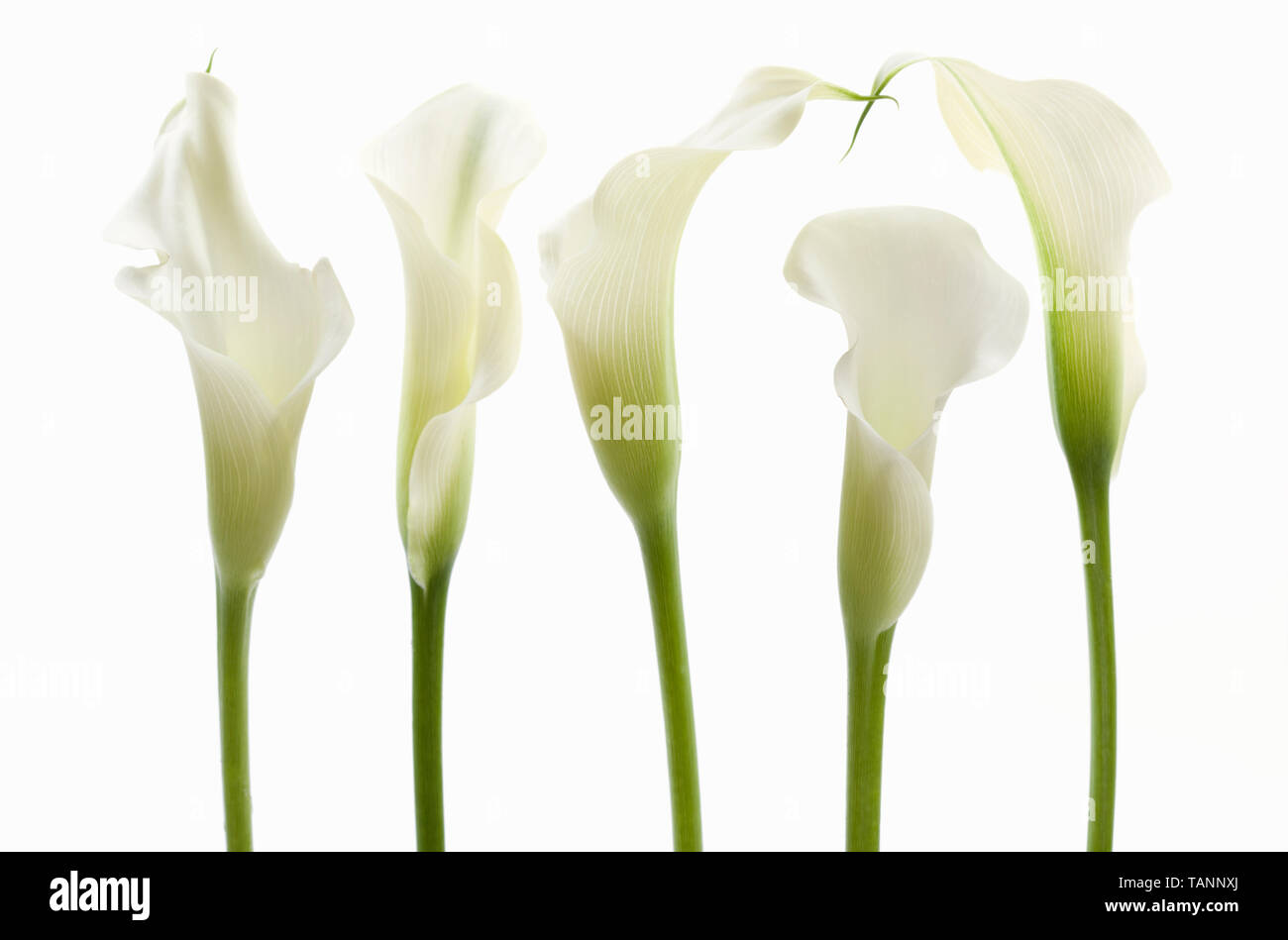 Zantedeschia - White Calla Lilies Stock Photo