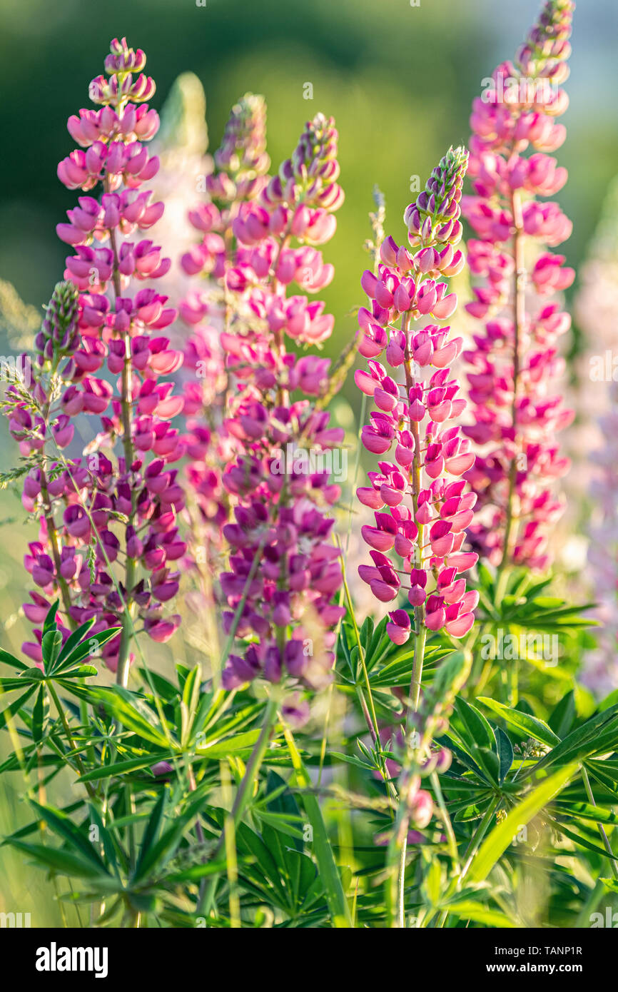 Blooming Lupine Flowers A Field Of Lupines Sunlight Shines On Plants Pink Violet Spring And Summer Flowers Gentle Warm Soft Colors Blurred Backgr Stock Photo Alamy
