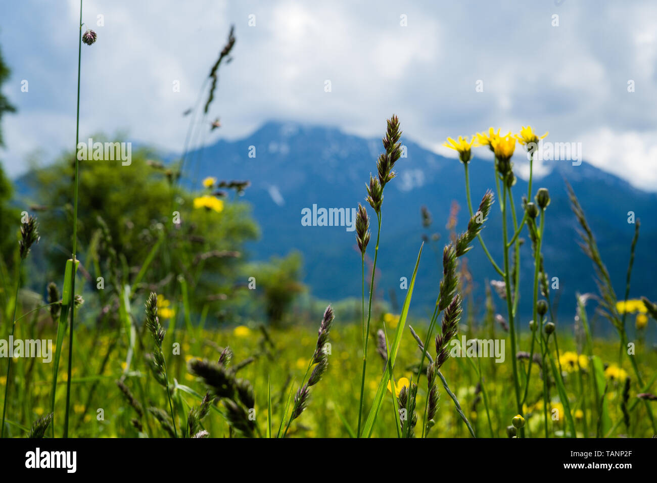 photography of flowers with mountain in background Stock Photo