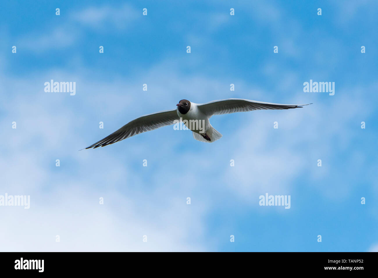 Black headed gull in flight Stock Photo