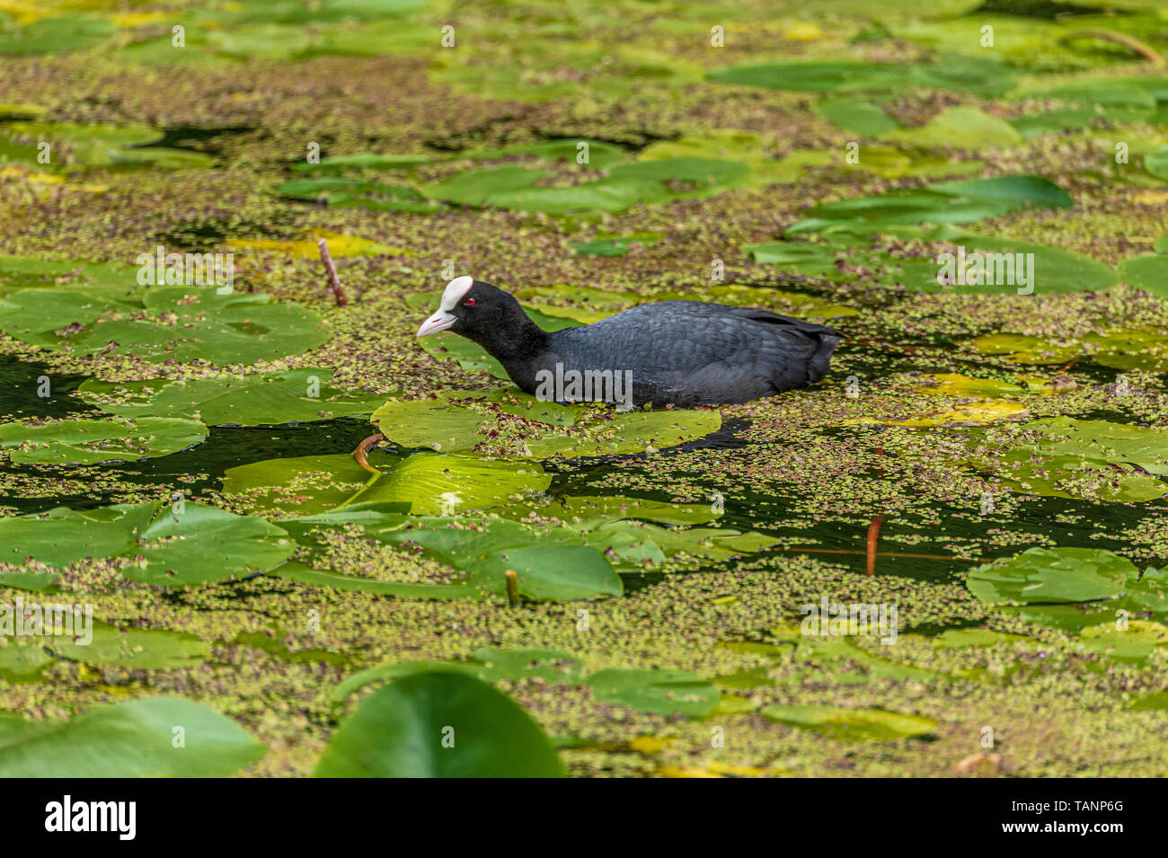 Coot on bed of waterlilies Stock Photo