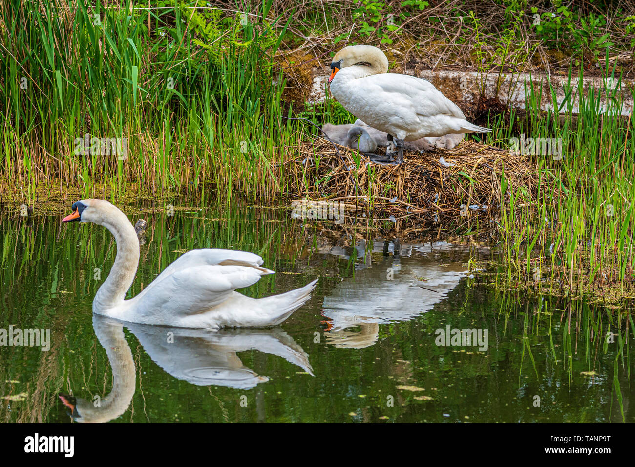 Swans and goslings. Stock Photo
