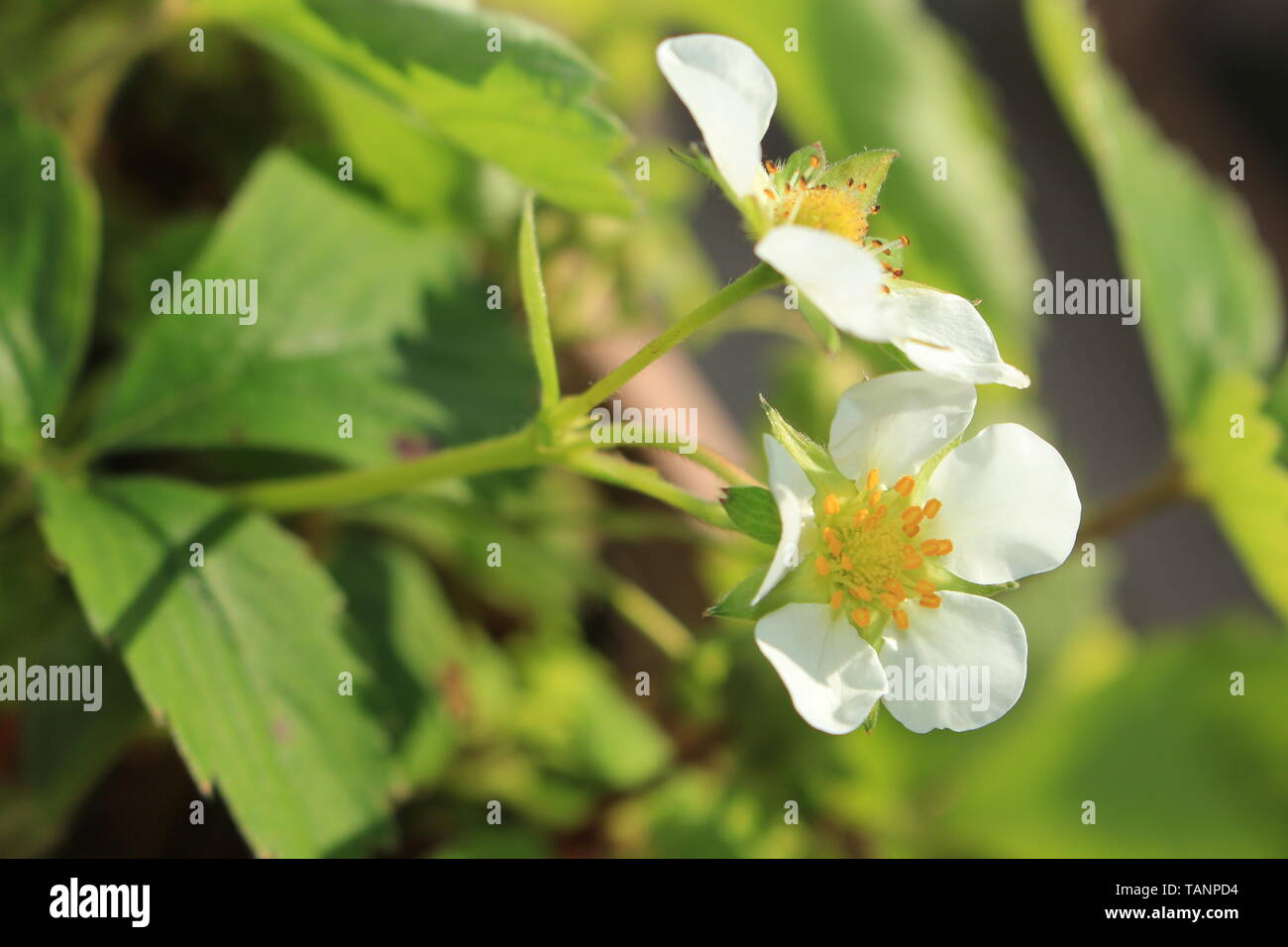 Close up strawberry tree flower hi-res stock photography and images - Alamy