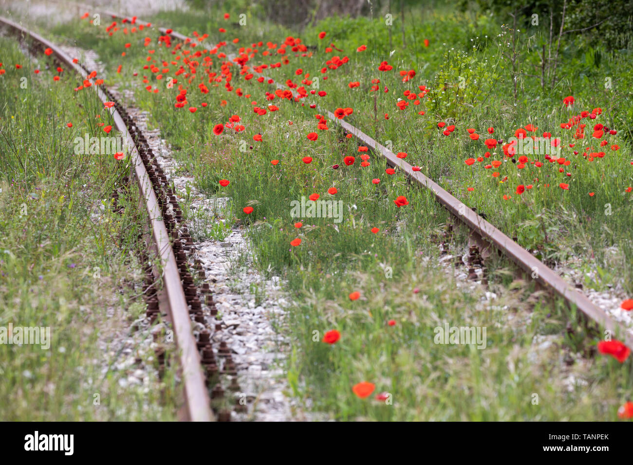 Poppies growing along railtrack, San Giovanni d'Asso, Siena Province, Tuscany, Italy, Europe Stock Photo