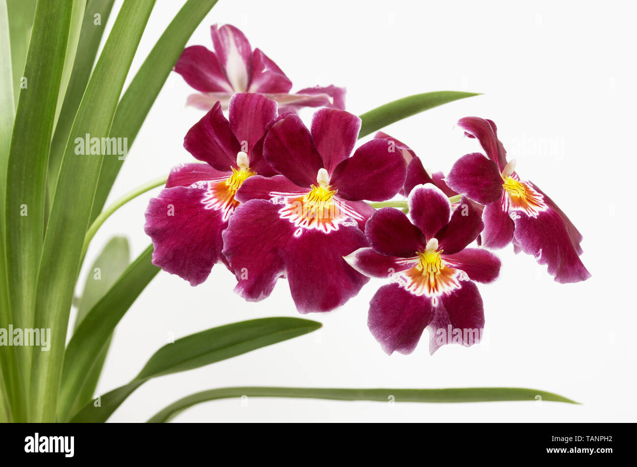 Pansy orchid - Miltonia Stock Photo