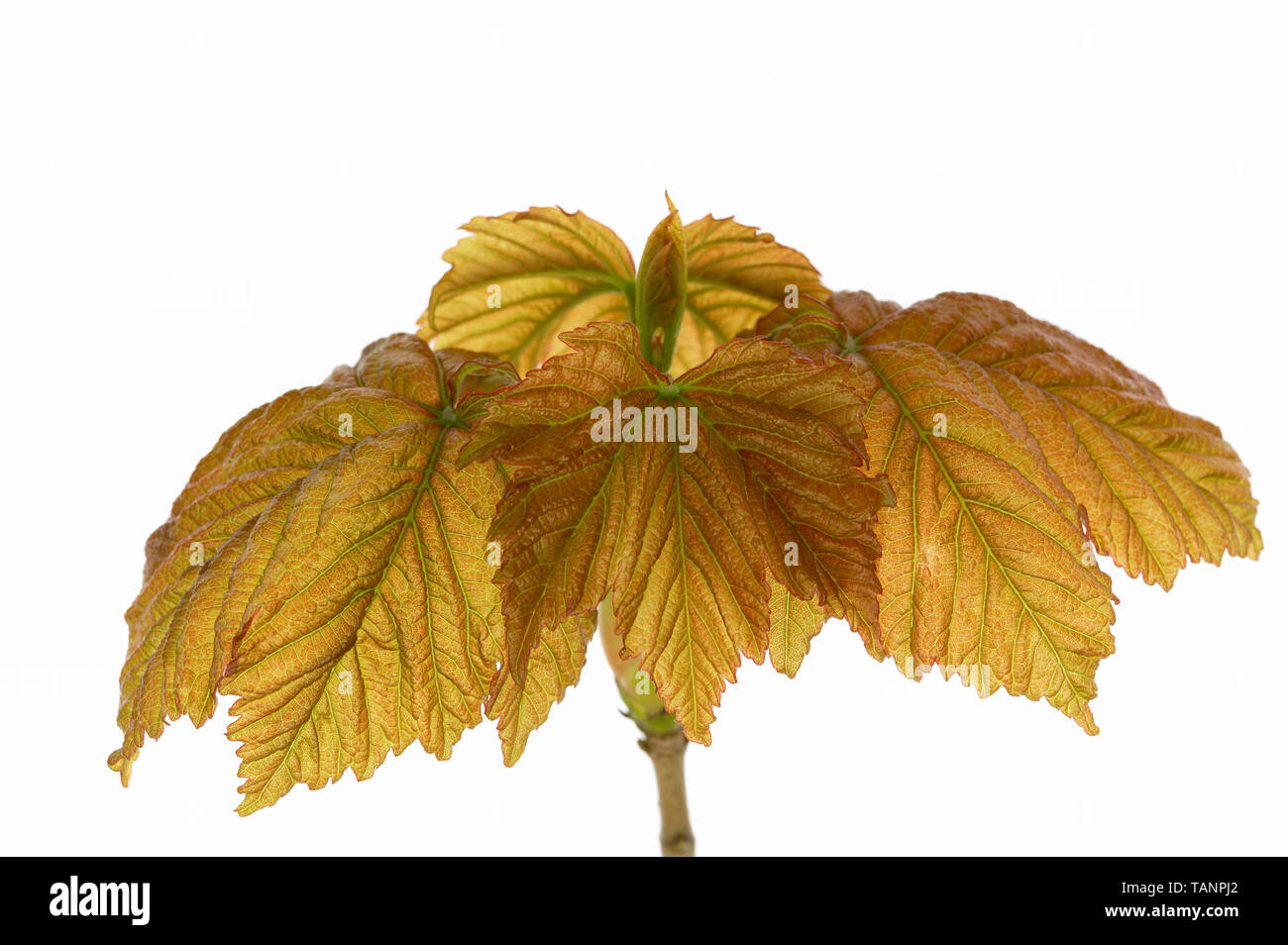Acer pseudoplatanus - Young Sycamore leaves Stock Photo