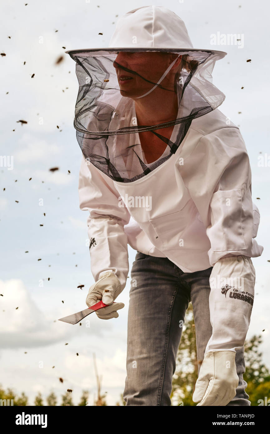 A beekeeper or apiarist wearing a typical white protective smock with a hat and veil while working with her bees - beekeeping / apiculture. Stock Photo