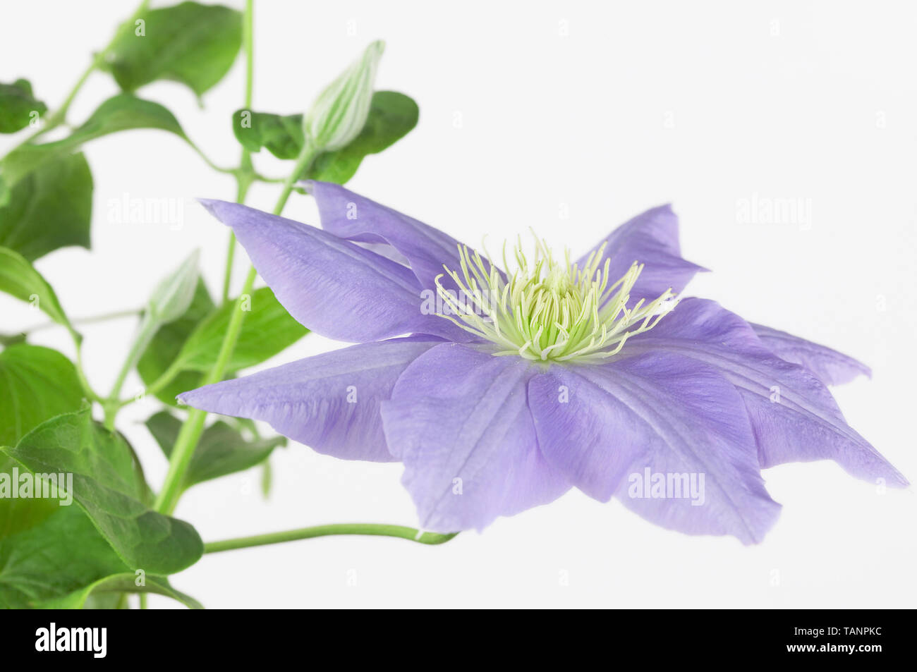 Clematis Cezanne Stock Photo