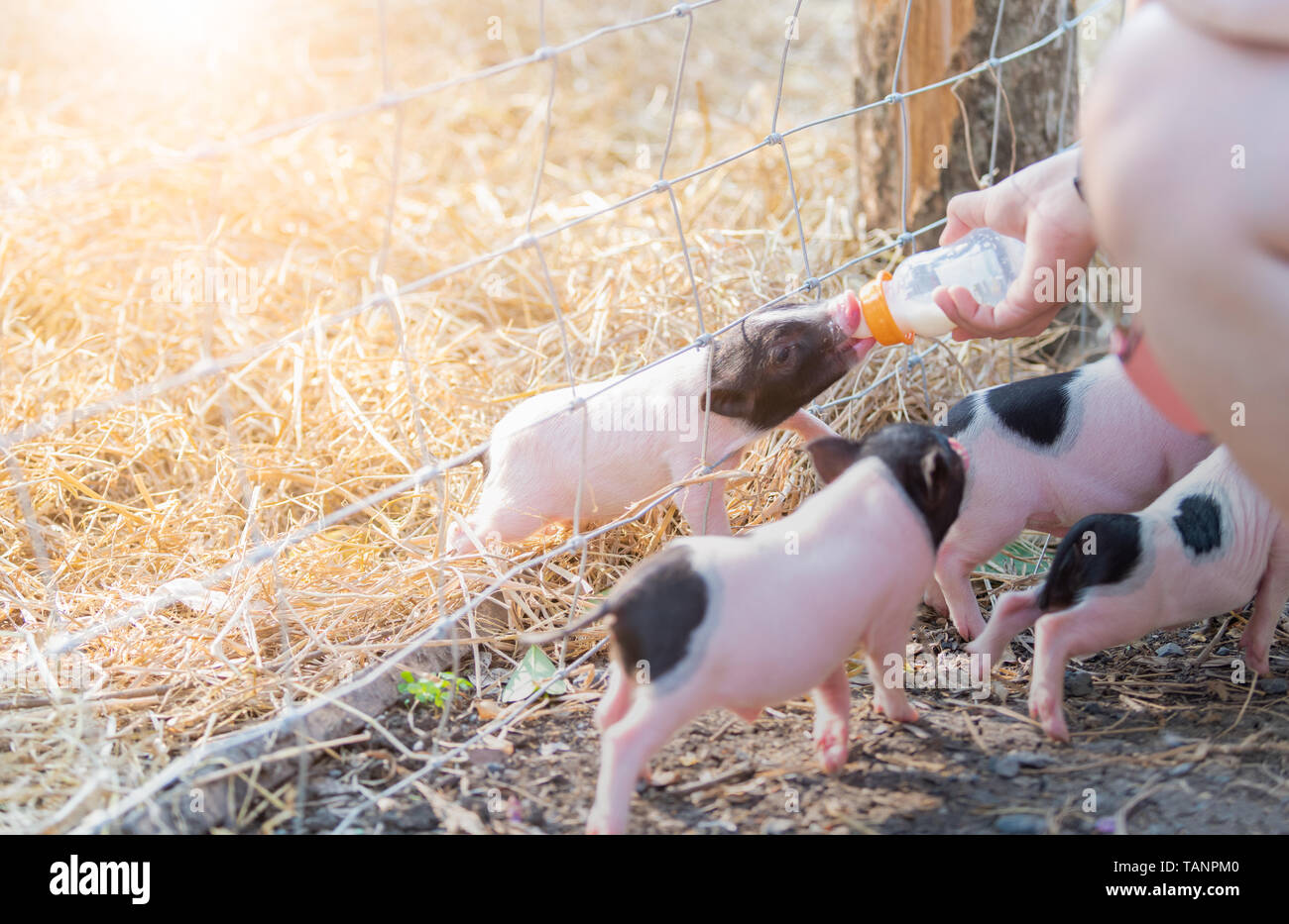 farmer feeding milk to baby pig in farm, livestock concept Stock Photo