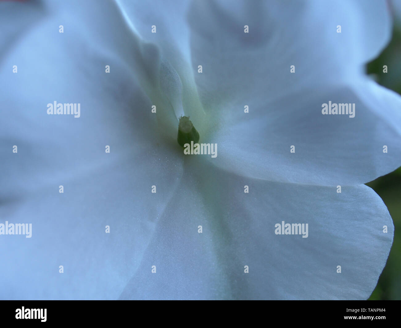 White flower buds of the balsam. Pot plant. Plant growing. Macro mode. Stock Photo