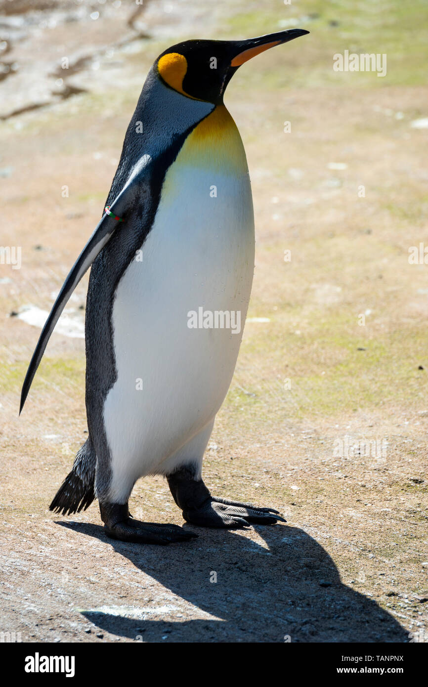 Solitary king penguins (Aptenodytes patagonicus) in penguin enclosure at Edinburgh Zoo, Scotland, UK Stock Photo