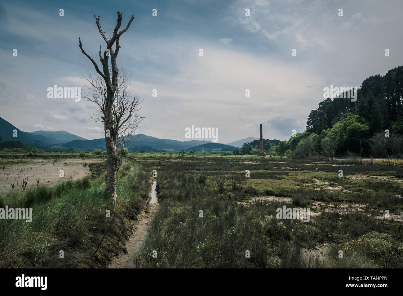 Path through the marshes in the Biosphere Reserve of Urdaibai during a cloudy day in the Basque Country, Spain Stock Photo