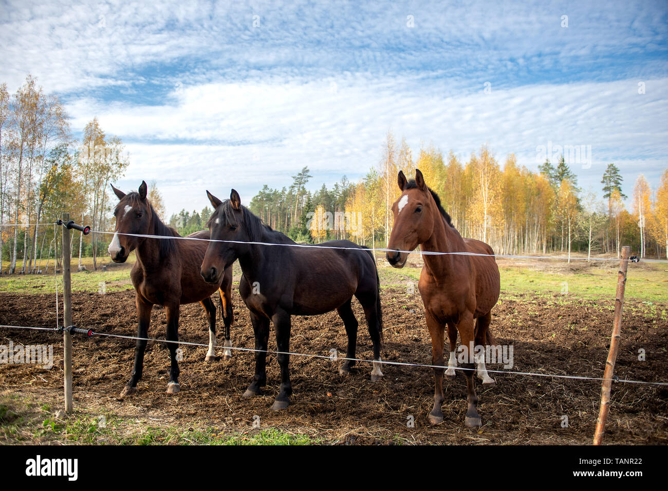 Three beautiful brown horses stand in a row in a paddock Stock Photo ...