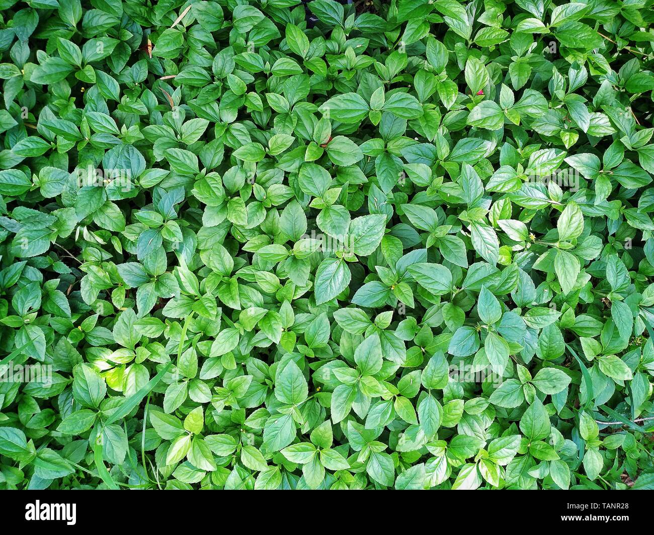 Background of some beautiful plants. Stock Photo