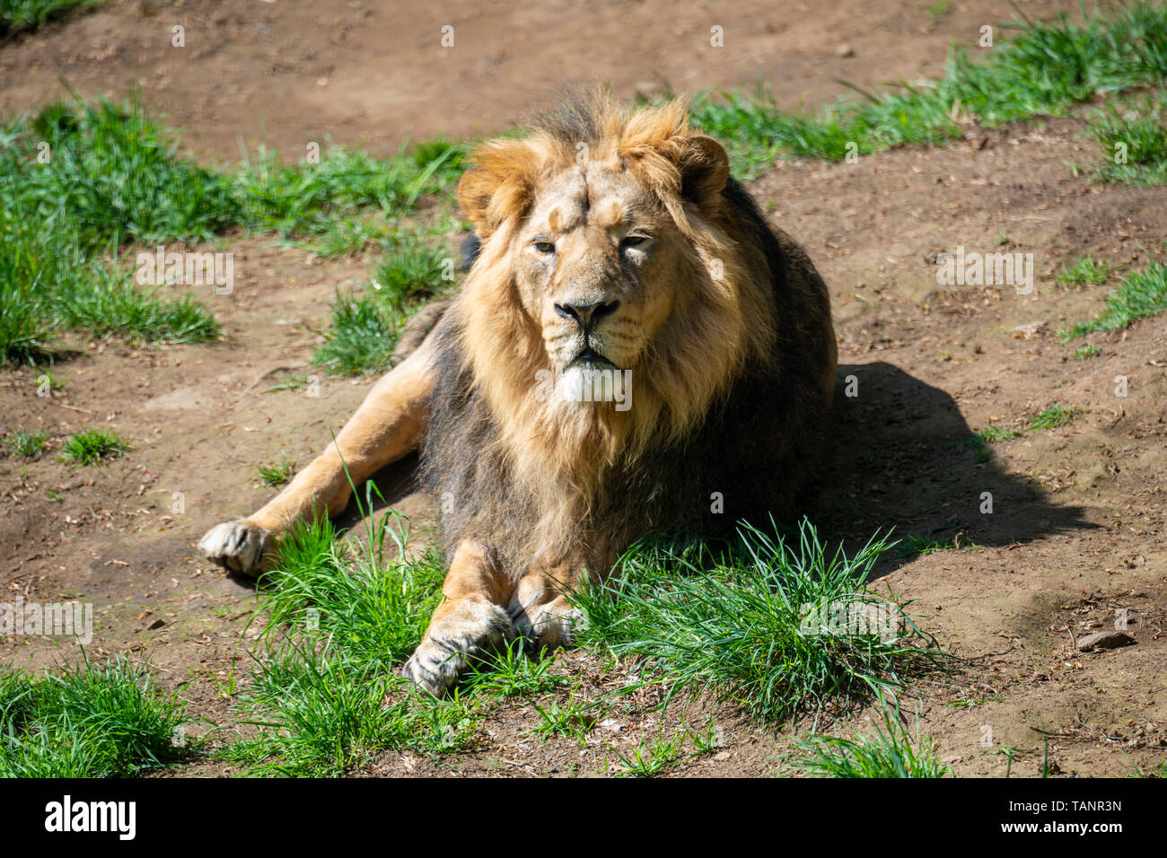 Male Asiatic lion (Panthera leo persicus) at Edinburgh Zoo, Scotland, UK Stock Photo