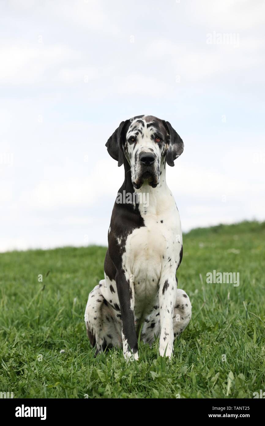 sitting Great Dane Stock Photo - Alamy