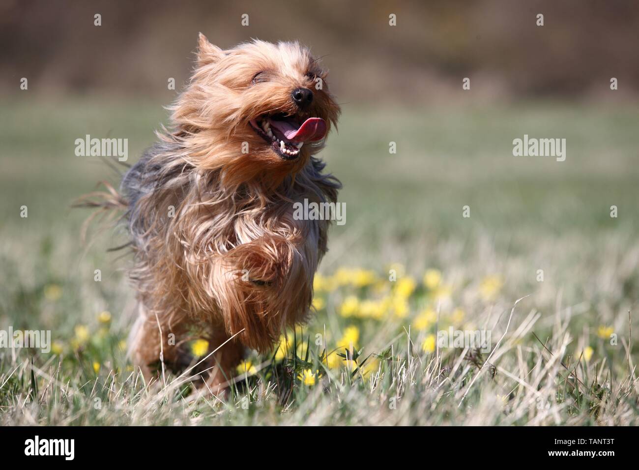 running Yorkshire Terrier Stock Photo Alamy