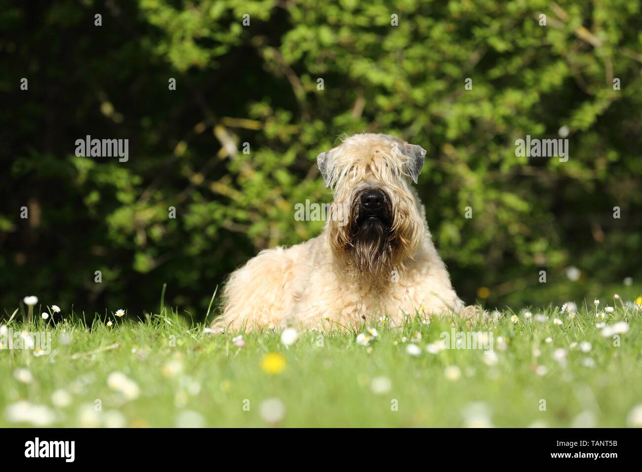 Soft Coated Wheaten Terriers High Resolution Stock Photography And Images Alamy