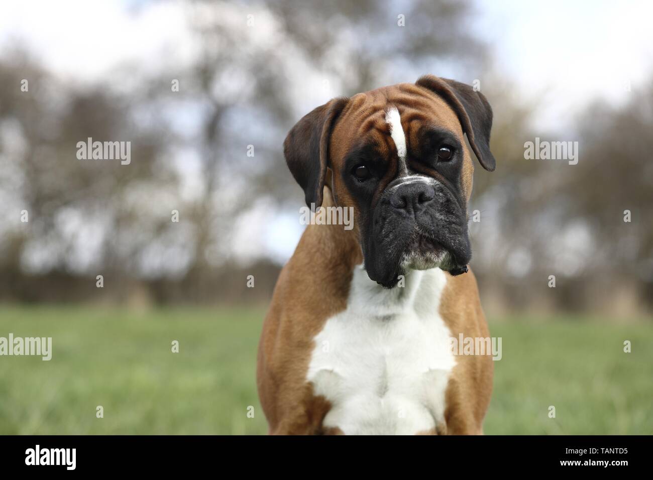 German Boxer Portrait Stock Photo - Alamy