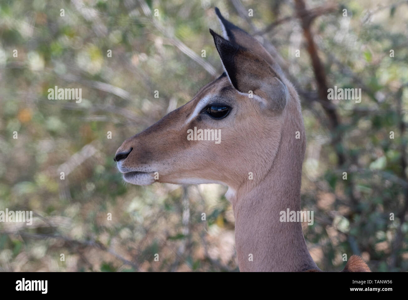 Closeup of a pretty young female Impala, Hluwhluwe, South Africa. Stock Photo