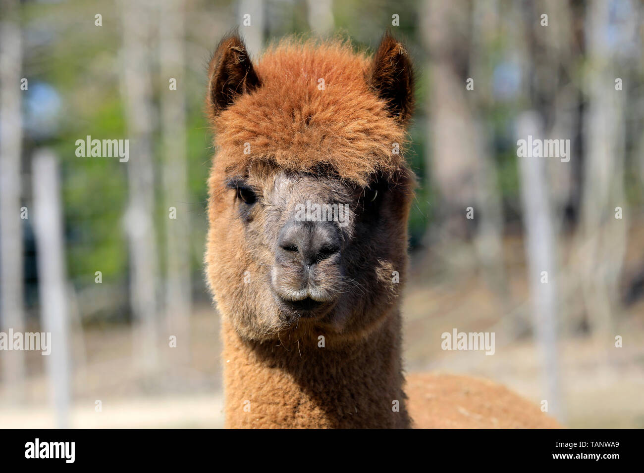 Close-up portrait of a brown domesticated alpaca, Vicugna pacos, looking in the camera. Stock Photo