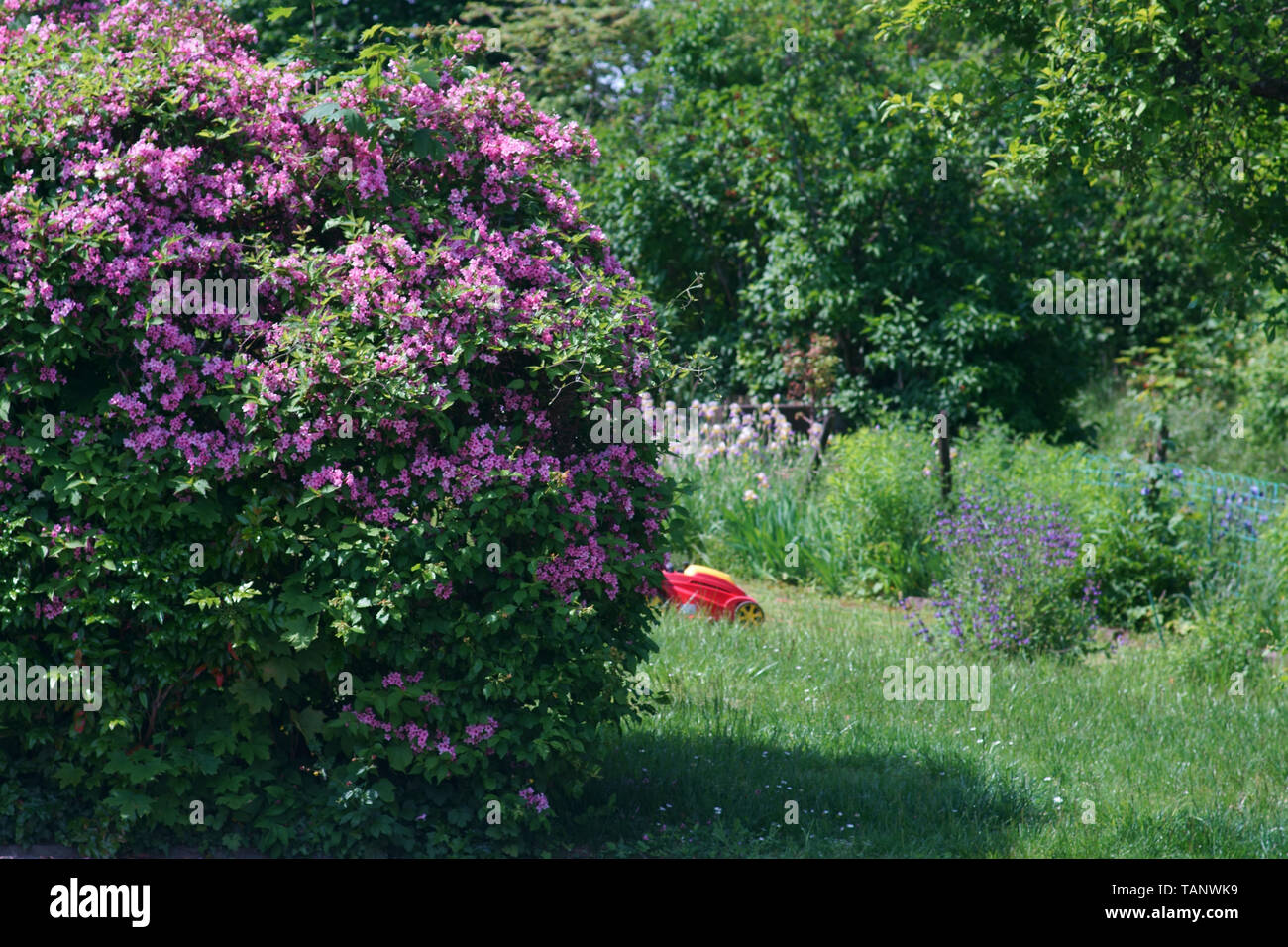 A lawnmower cuts the lawn of a garden behind flowering shrubs. Stock Photo