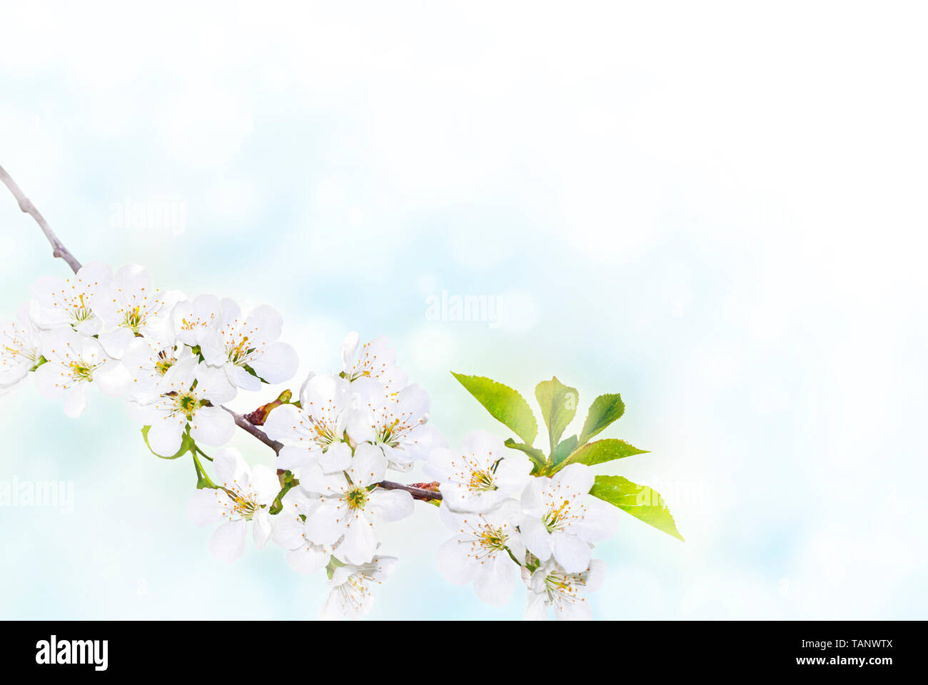 Branch of white spring blossom over blue sunny bokeh background close-up. Stock Photo