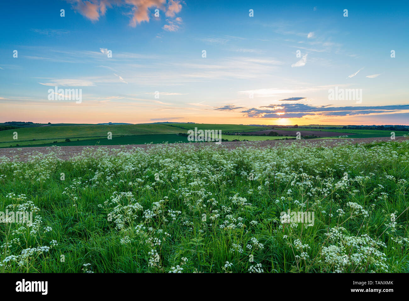 Sunset over Cow Parsely on the Ridgeway long distance walking route at West Kennet in the Wiltshire countryside Stock Photo