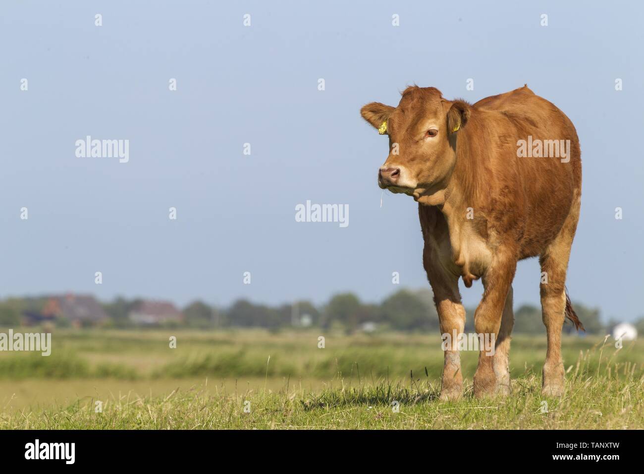 Adult limousin cow hi-res stock photography and images - Alamy