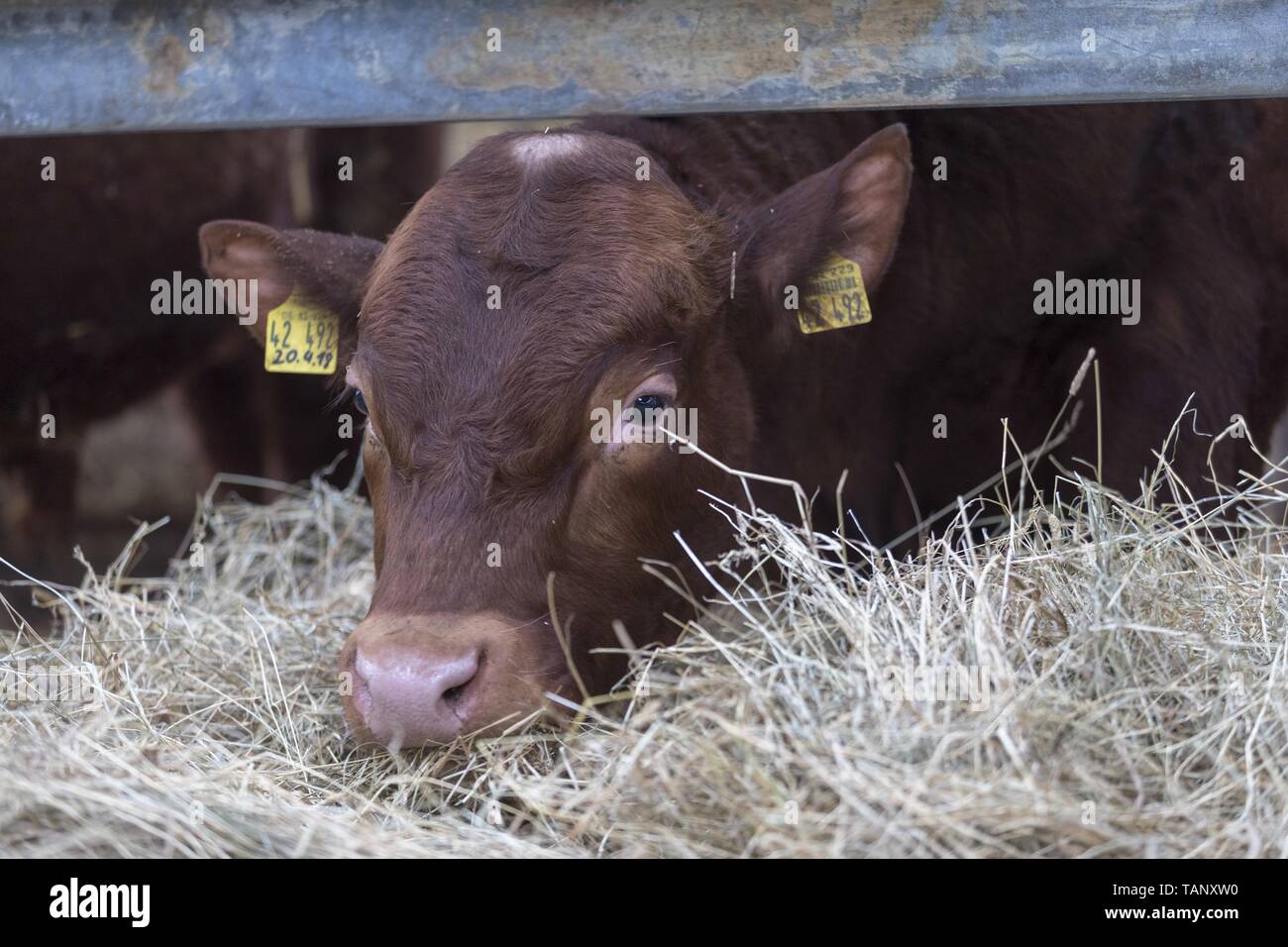 Adult limousin cow hi-res stock photography and images - Alamy