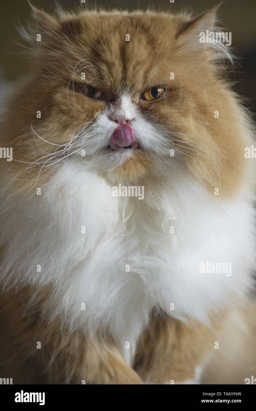 Persian Cat Portrait Stock Photo - Alamy