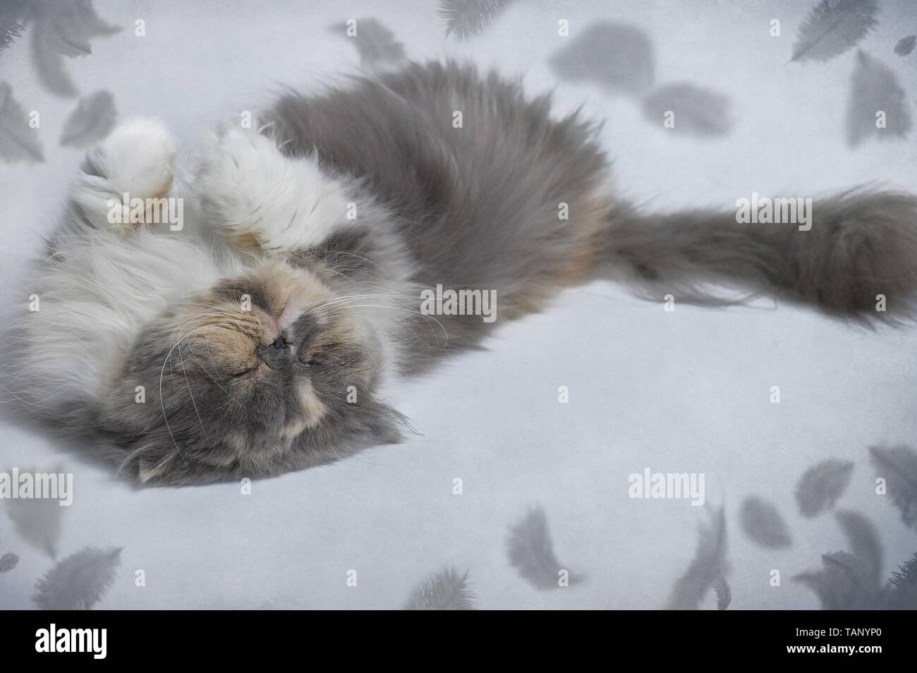 sleeping Persian Cat Stock Photo Alamy