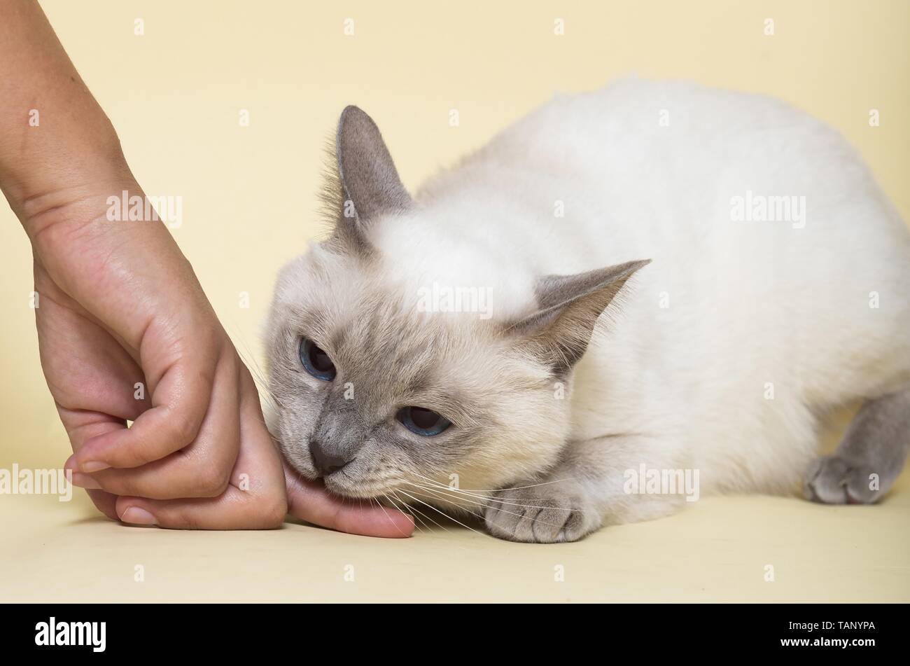 Thai bites in finger Stock Photo