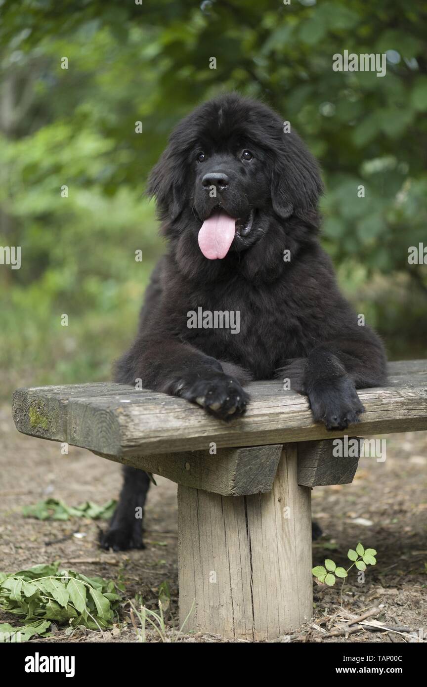 How Much Weight Can A Newfoundland Dog Pull