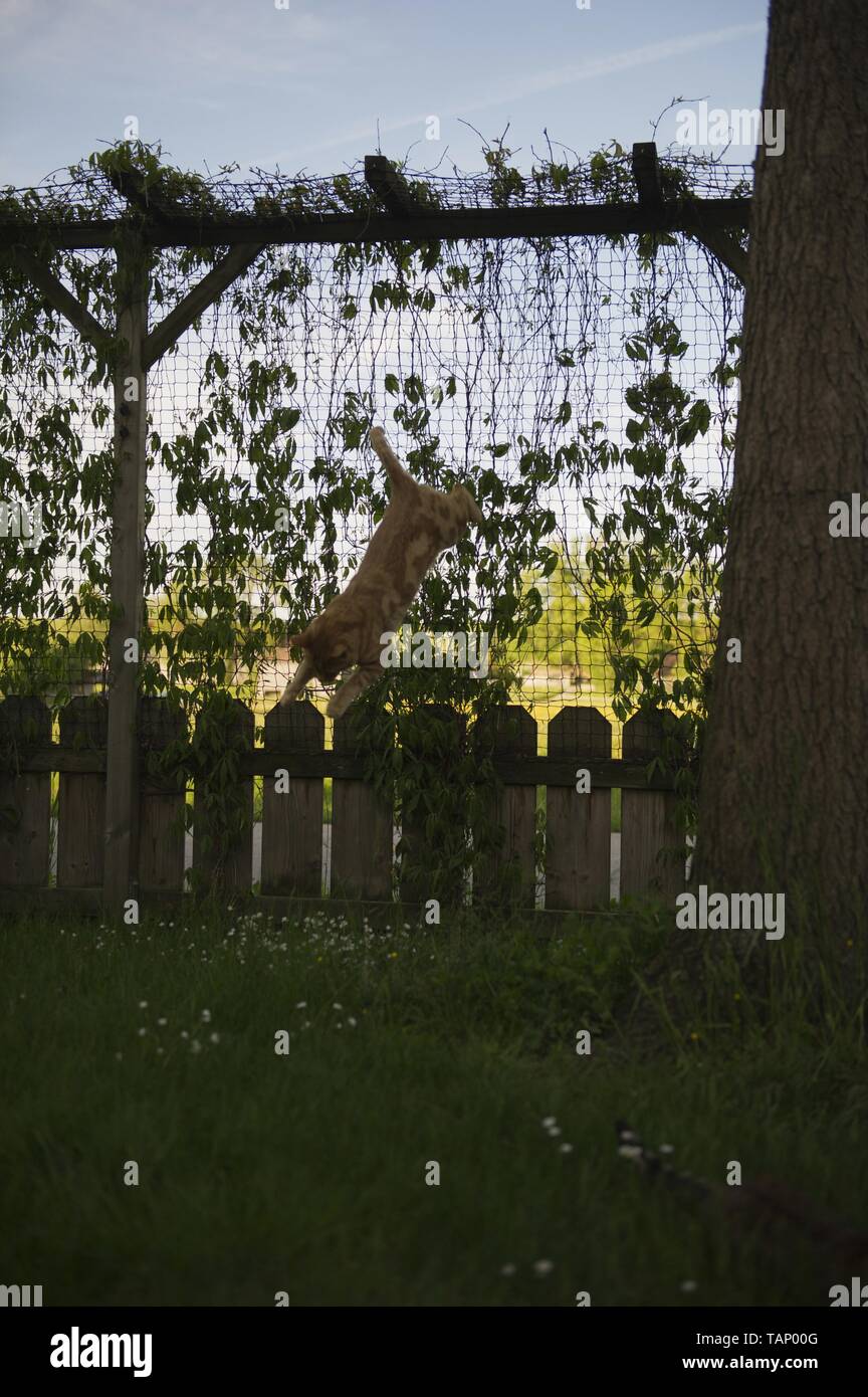 jumping Savannah cat Stock Photo Alamy