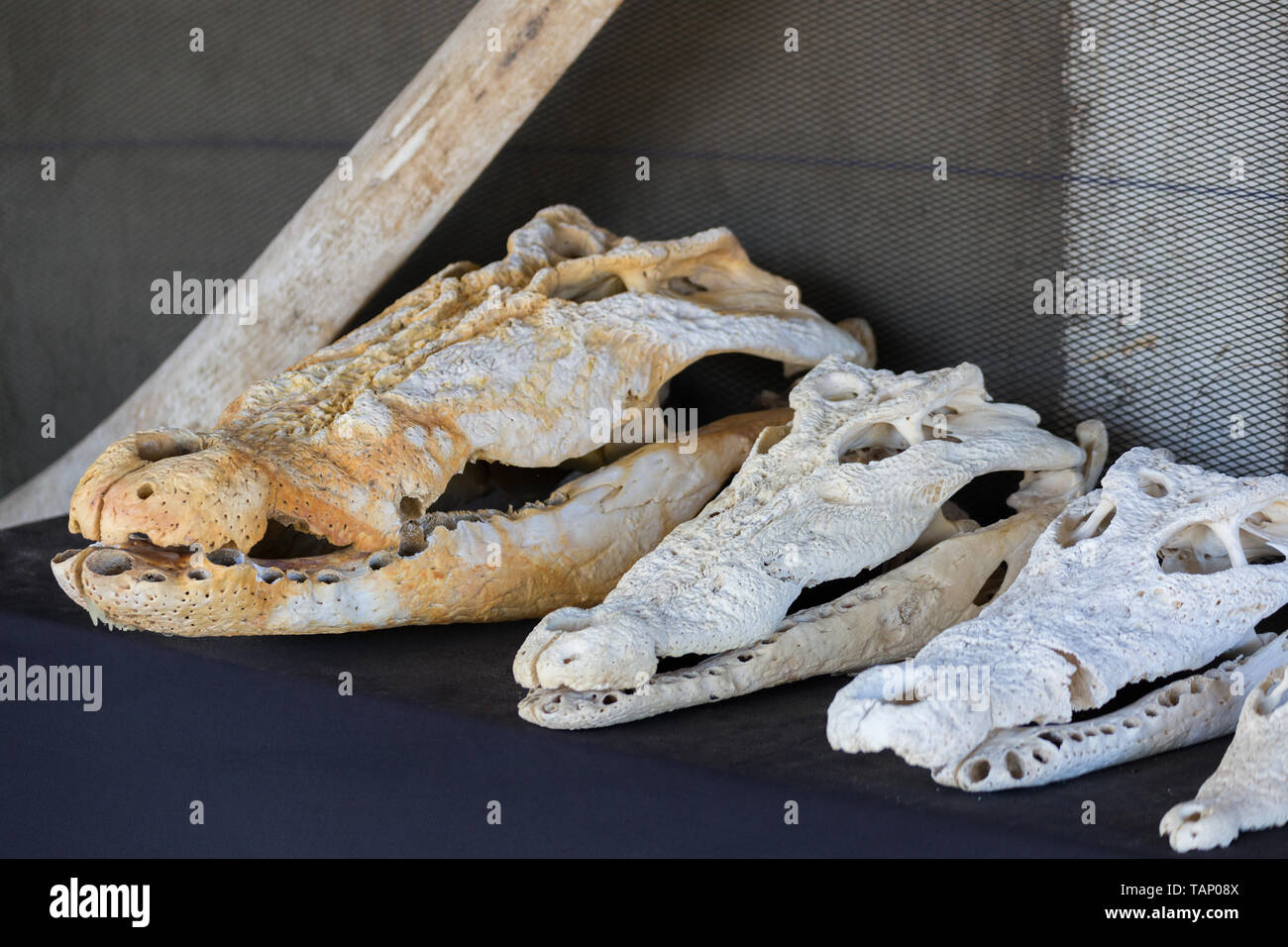 Crocodile skulls on a display Stock Photo