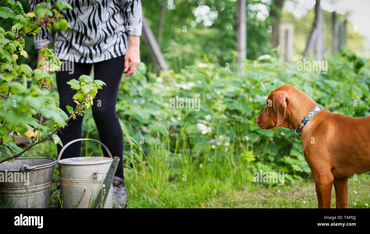 Curious vizsla puppy with senior woman in the garden. Dog keeping his owner company while she works in the garden. Stock Photo