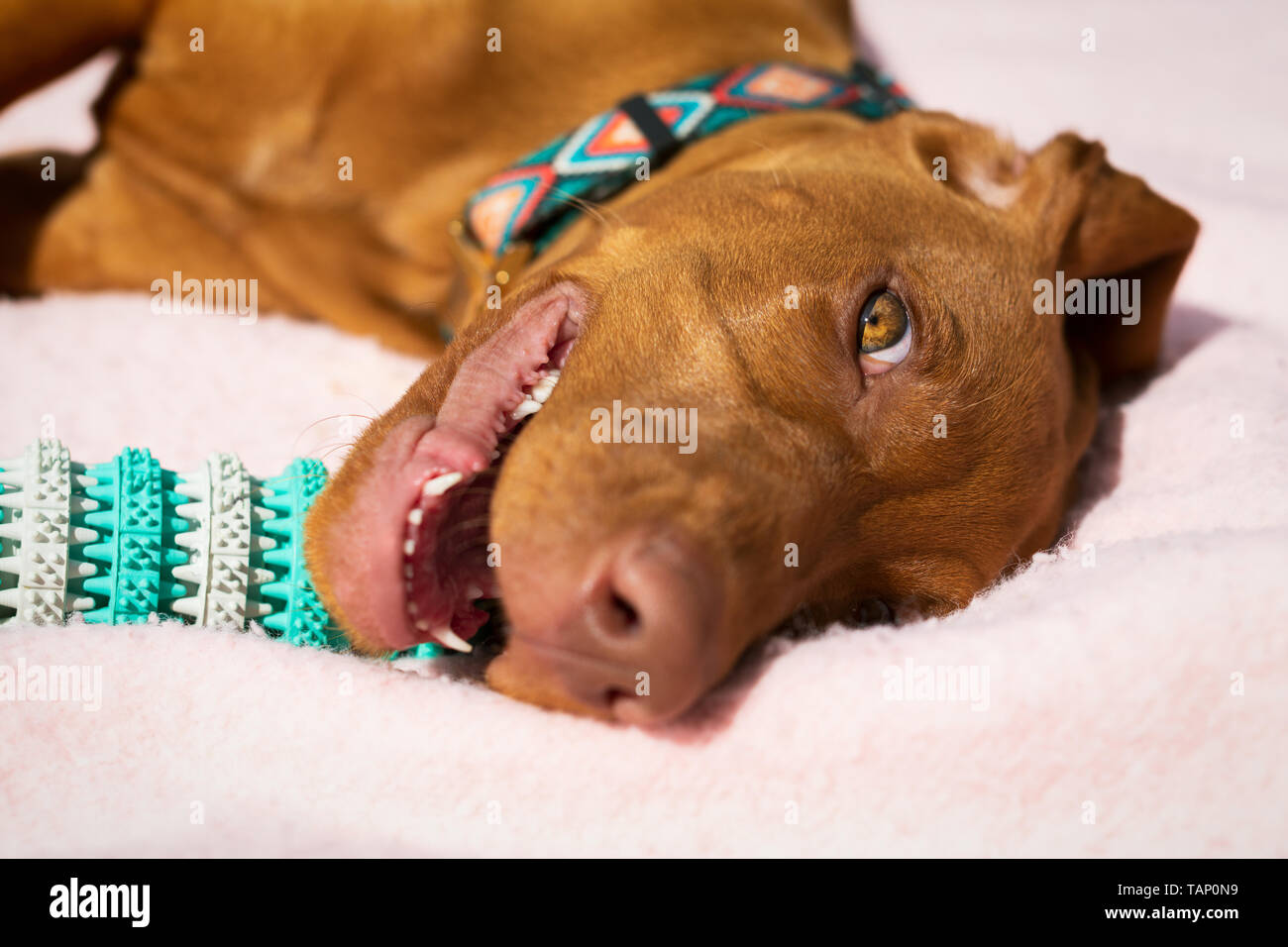 Cute vizsla puppy playing with teeth cleaning chew toy for dogs. Plaque